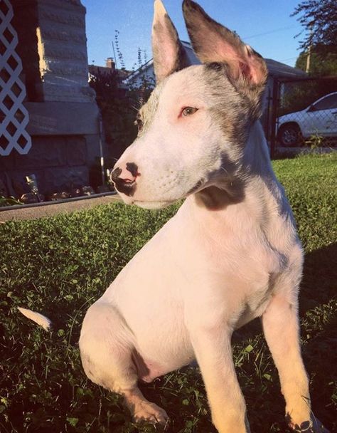 7 Bull Terrier Mixes That Will Make You Scream “I WANT ONE” Jack Terrier, White Bull Terrier, Terrier Mix Breeds, French Bulldog Mix, Mini Bull Terriers, Jack Russell Terrier Mix, American Bulldog Mix, Miniature Bull Terrier, Rottweiler Mix