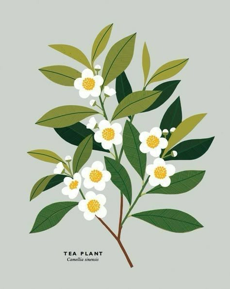 Tea Plant, Leaf Illustration, Plant Drawing, Arte Sketchbook, Plant Illustration, Flower Illustration, Floral Illustrations, Illustration Vector, Ikebana