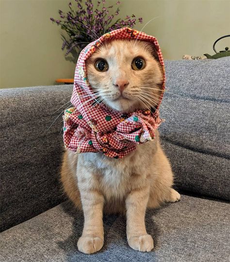 Babushka Cat, Cat With Scarf, Russian Cat, Cat Expressions, Funny Cat Compilation, Grumpy Cat Humor, Cat Stands, Cat Quotes Funny, Cat Pose