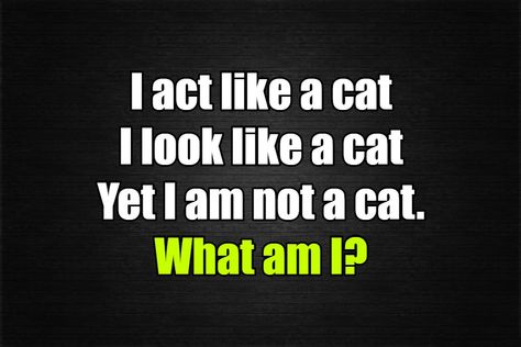 Act like a cat Riddle. I act like a cat,I look like a cat, et I am not a cat.What am I? Can you solve this simple what am i riddle? Best Riddles For Kids, Easy Riddles, Mystery Riddles, Fun Riddles With Answers, Tricky Riddles With Answers, What Am I Riddles, Riddles For Kids, Brain Teasers For Kids, Tricky Riddles