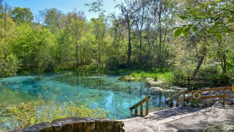 The Best State Park in Each State | The Discoverer Natural Springs In Florida, Ocala National Forest, Blackwater Falls, Disney Parque, Disney Cute, Florida Springs, Rock Springs, Gainesville Florida, Blue Hole