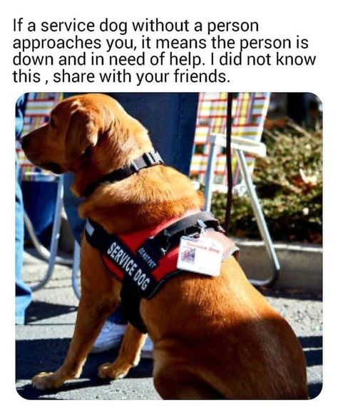 Service Dog Quotes, Dog Info, Service Dog, Service Animal, Canine Companions, Working Dogs, Animal Quotes, Service Dogs, Dog Training Tips