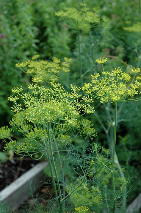 Dill Garden, Dill Flower, Dill Plant, Garden Princess, Texas Native Plants, Culinary Herbs, Soil Ph, Outdoor Pots, Fountains Outdoor