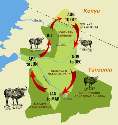 Great Migration Africa Map Migration Activities, Tanzania National Parks, Camping Hack, Wildebeest Migration, Calving Season, Serengeti Tanzania, All About Africa, Great Migration, Masai Mara National Reserve