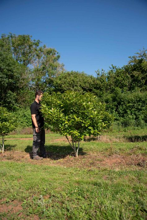 Magnolia 'Susan' - New Wood Trees Magnolia Susan, Wood Trees, South Devon, Specimen Trees, Wood Tree, Flower Display, Rolling Hills, Devon, Planting