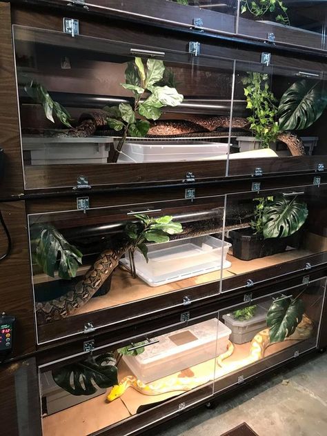 Reptile Room Aesthetic, Ball Python Enclosure Ideas, Python Enclosure, Reptile Wall, Collage Dorm, Diy Reptile, Snake Terrarium, Snake Enclosure, Gecko Terrarium