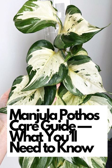 re you ready to dive into the world of Manjula Pothos? Look no further! Discover everything you need to know about caring for this stunning plant. From its unique variegated leaves to its trailing vines, Manjula Pothos is a must-have for any plant enthusiast. Our detailed guide covers propagation techniques, pest control, and troubleshooting common issues. IG Photo by: peopleplants_official Pathos Plant, Manjula Pothos, Pothos Care, Pothos Plant Care, Epipremnum Aureum, Alocasia Plant, Household Plants, Plant Care Houseplant, Inside Plants