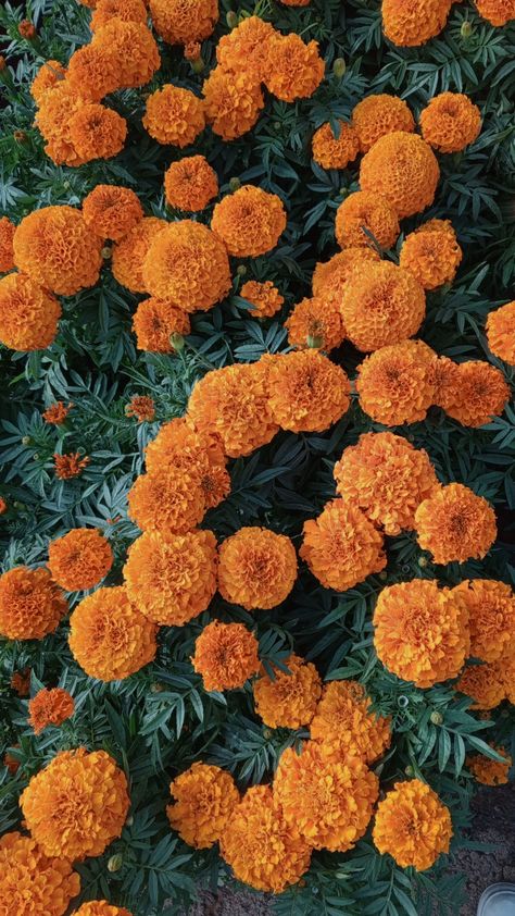 A pic took by me Orange Asthetics Icons, Marigold Wallpaper, Dia De Los Muertos Decorations Ideas, Legendary Pictures, Abstract Art Diy, Flowers Photo, Pretty Phone Wallpaper, Marigold Flower