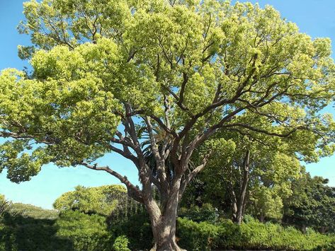 Windbreak Trees, Camphor Tree, Santa Barbara House, Yard Privacy, Cinnamomum Camphora, Landscaping Projects, Orchard Tree, Tree Santa, Street Trees