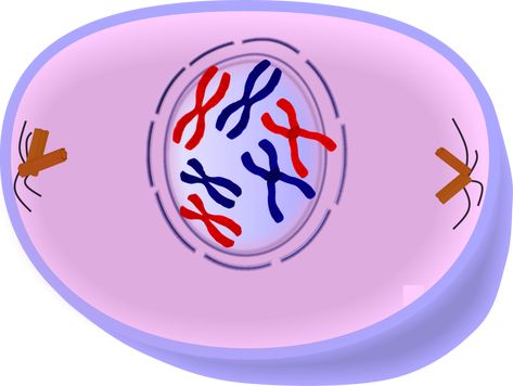 Prophase of Mitosis - Cell Division Prophase Mitosis, Animal Cell Drawing, Counting Atoms Worksheet, Counting Coins Worksheet, Style Guide Template, Hospital Logo, 7th Grade Science, Cell Cycle, Cell Division