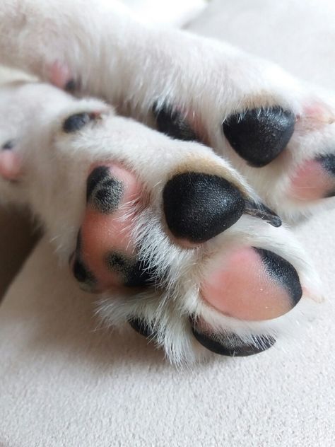 Ariel's paw Dog Paw Aesthetic, Paw Aesthetic, Puppy Paws, Dog Bone, Dog Paw, Cat Paws, Dog Paws, Dalmatian, Dog Person