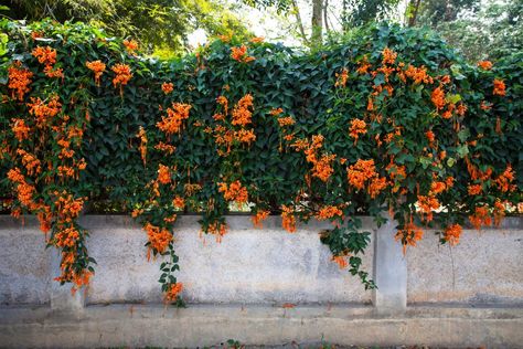 Trumpet vine Orange Flower Names, Climbing Plants Fence, Trumpet Vines, Vines Trellis, Types Of Oranges, Fast Growing Vines, Farm Tips, Vine Trellis, Fence Planters