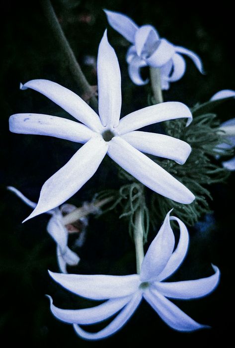 Wild Jasmine flower Jasmine Flower Photography, White Jasmine Flower, Wild Jasmine, Mugler Alien, White Jasmine, Jasmine Flower, Flowers, Photography, White