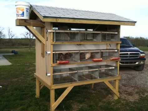 Quail Coop Competition! Show off your hard work....  @ backyardchickens.com Quail Watering System, Quail Housing, Quail Pen, Como Plantar Pitaya, Quail Cage, Button Quail, Quail Coop, Gamebirds, Raising Quail