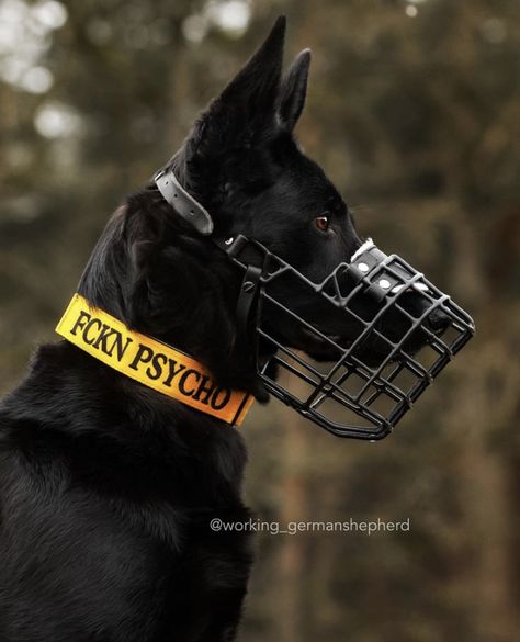 Muzzled Dog Aesthetic, Working Dog Gear, Tactical Dog Gear, German Sheperd Dogs, Army Dogs, Service Dogs Gear, Malinois Dog, Scary Dogs, Dog Mask