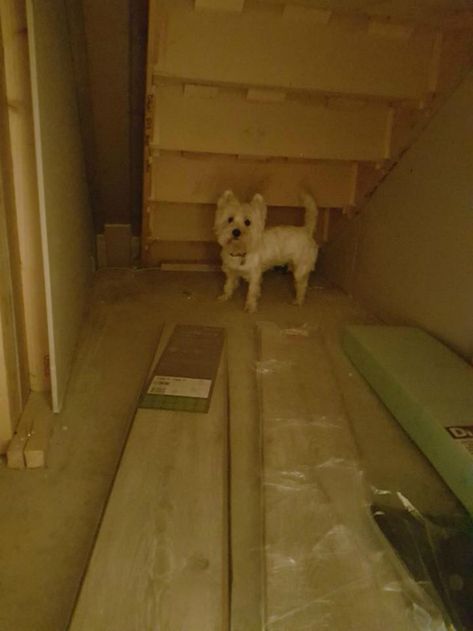 Dad Builds Gorgeous Room For Dog Under Stairs– InspireMore Dog Under Stairs, Room Under The Stairs, Under Stairs Dog House, Dog Nook, Kennel Diy, Room Under Stairs, Dog Den, Dog Bedroom, Indoor Dog House