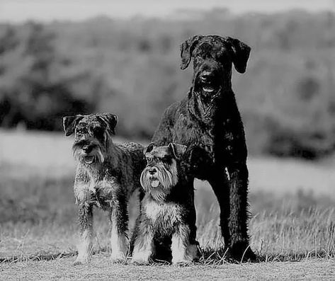 How Many Sizes of Schnauzers Are There? - The Schnauzer Collective Schnauzer Breed, Standard Schnauzer, Schnauzer Dogs, Mini Schnauzer, How Many, Dogs, Quick Saves