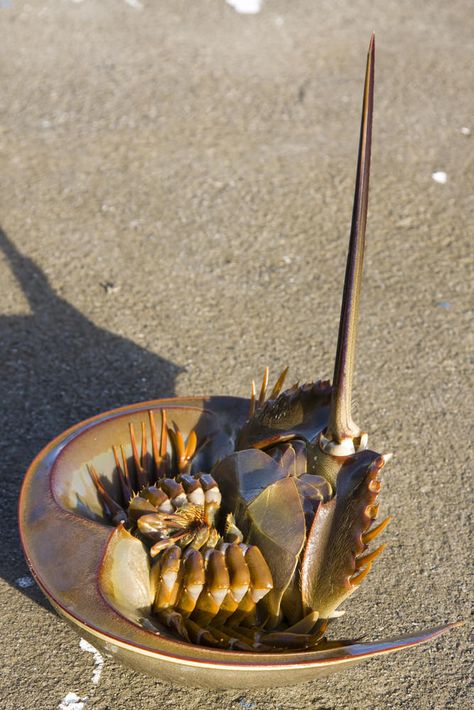 Horseshoe crab blue blood Nature Structure, Horseshoe Crab, Amazing Animal Pictures, Curious Creatures, One Fish, Exotic Fish, Arthropods, Crustaceans, Blue Bloods