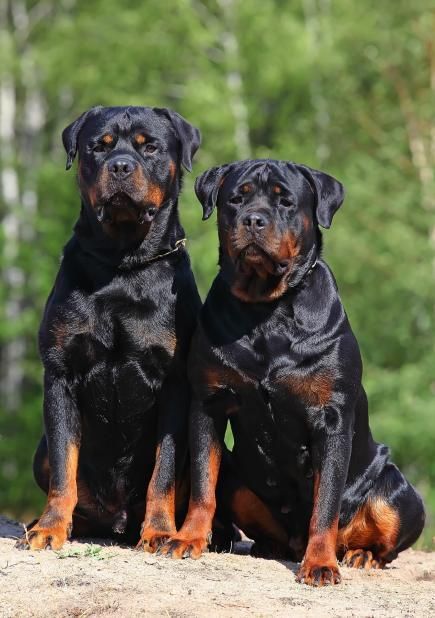 Rottweiler Love, Rottweiler Puppies, Rottweiler Dog, Cane Corso, Cocker Spaniel, Australian Shepherd, Training Your Dog, Doberman, Beautiful Dogs