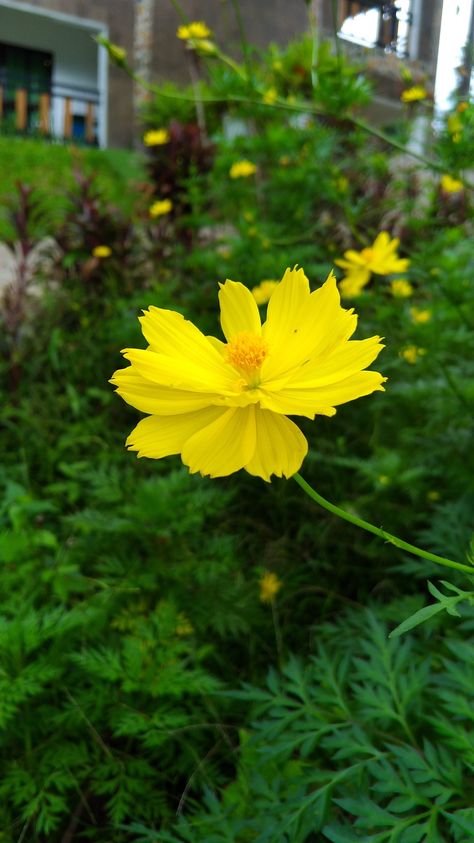 Yellow Cosmos Cosmos Flowers Drawing, Yellow Cosmos Flowers, Cosmos Garden, Story Creator, Yellow Cosmos, Campaign Shoot, Nature Photography Flowers, Dash Board, Flowers Drawing