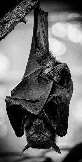 Bat Images, Fox Bat, Hanging Bat, Bat Tattoo, Bat Art, Fruit Bat, Goth Wallpaper, Vampire Bat, Cute Bat