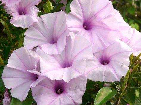 Heirloom Flowers, Pink Morning Glory, Pink Morning, Morning Glory Flowers, Garden Vines, Morning Glories, Tree Light, Fast Growing Trees, Moon Garden