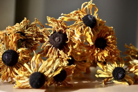 How I dry Rudbeckia flowers — Harebell & Bee Strawberry Hill House, Bee Invitations, September Flowers, Open Flower, Everlasting Flowers, Flower Festival, Bee Garden, Garden Journal, Fresh Flowers Arrangements