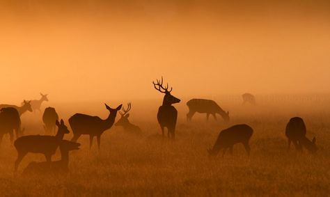 Deer Species, Sunset Rose, Richmond Park, Vulture Culture, Photo C, Landscape Photography Nature, London Park, Photoshop Photography, Landscape Artist