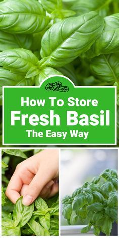 Storing Fresh Basil Leaves, How To Preserve Fresh Basil Leaves, How To Keep Basil Fresh How To Store, Storing Basil Leaves Fresh Herbs, How To Preserve Fresh Mint Leaves, How To Preserve Fresh Basil, How To Harvest Basil Leaves, How To Preserve Basil Leaves, Preserving Basil Leaves