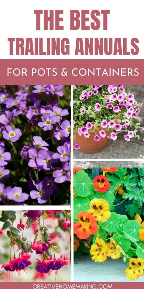 Elevate your outdoor decor with these top trailing annuals for pots and containers! Whether you're looking for colorful flowers or foliage that spills over the edges, these stunning plants are perfect for hanging baskets and window boxes. Explore our picks for the best trailing annuals and get inspired! Trailing Flowers For Pots, Trailing Plants Outdoor, Full Sun Container Plants, Trailing Petunias, Bird Feeder Craft, Summer Gardening, Trailing Flowers, Cascading Flowers, Plants For Hanging Baskets