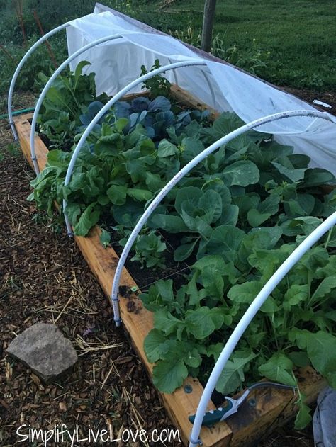 Fall Vegetables To Plant, Garden Prepping, Fall Garden Vegetables, Covered Garden, Hydroponic Gardening, Seasonal Garden, Raised Bed, Diy Garden Projects, Garden Tips