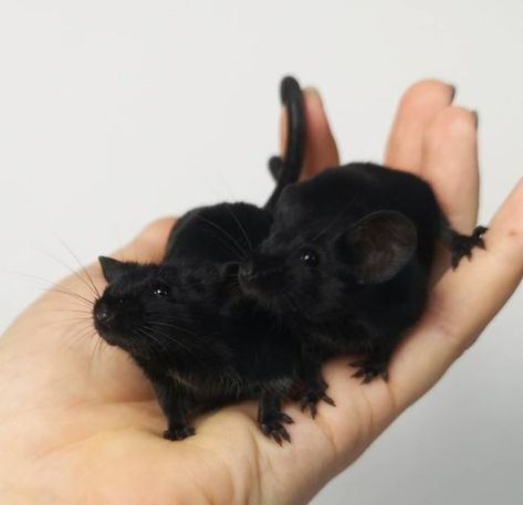 🤘🏼[Bat Time]🤘🏼 Rats Cute, Rattus Rattus, Fancy Mouse, Black Rat, Cute Rats, Cute Hamsters, Vivarium, Pet Rats, Pretty Animals