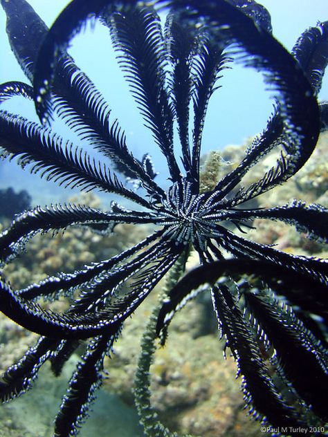 Feather Star, Pemuteran, Bali Huur ons huis op Bali  www.villabuddha.com € 1495,- per week aan het strand met personeel bij een van de mooiste duikplekken van Bali Menjangan Island Pemuteran Bali, Feather Starfish, Feather Star, Salt Water Fish, Underwater Creatures, Underwater Life, Water Life, Exotic Fish, Oceans Of The World