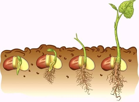 Bean Plant, Desain Buklet, Gardening Zones, Plant Life Cycle, Bean Seeds, Plant Vector, Seed Germination, Parts Of A Plant, Plant Drawing