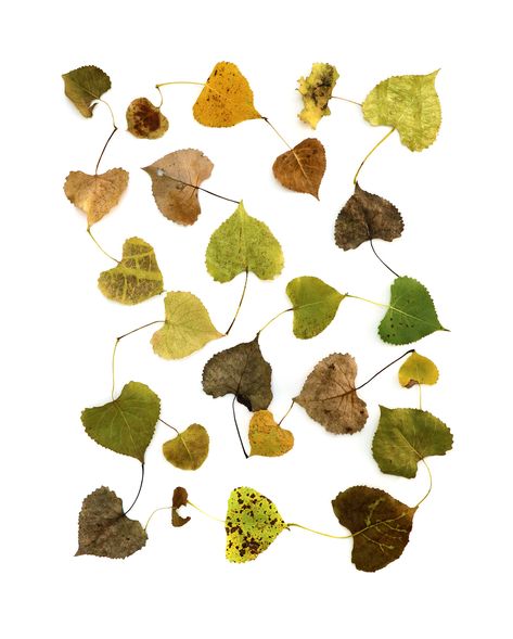 linked in | STILL Print Development, Cottonwood Leaf, Motif Ideas, Mary Jo Hoffman, Leaf Photography, Fallen Leaves, Autumn Vibes, Scene Photo, Fantasy Inspiration