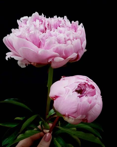 Alaska Peony on Instagram: “Do you prefer peony bouquets fully open blooms or as partial round pompoms? Here are #SarahBerhardt peonies, from last season, in both…” Peony Bouquets, Peonies Bouquet, Peonies, Alaska, Bouquets, Beautiful Flowers, Pom Pom, Plants, Flowers