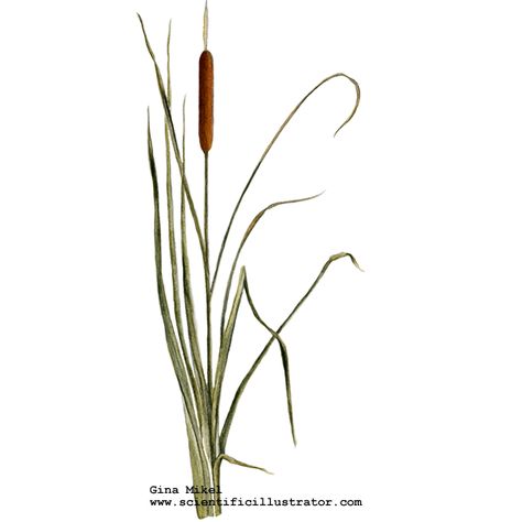 Cat Tails Tattoo, Cat Tail Plant Tattoo, Cat Tail Illustration, Cat Tails Plant Drawing, Cattail Drawing, Cattail Illustration, Cattails Tattoo, Reeds Tattoo, Cattail Painting