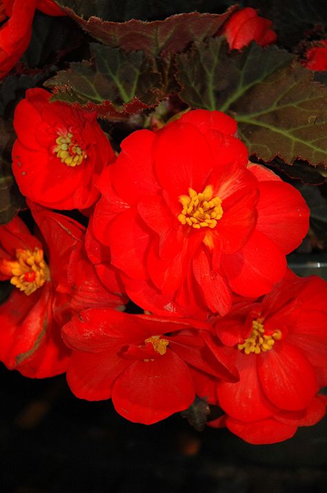 Find Nonstop® Mocca Scarlet Begonia (Begonia 'Nonstop Mocca Scarlet') in Davidsonville, Maryland (MD) at Homestead Gardens (Non-Stop) Scarlet Begonias, Sculpture Reference, Homestead Gardens, Reference Pics, Lavender Plant, Colorful Plants, Favorite Flowers, Drawings Simple, Non Stop