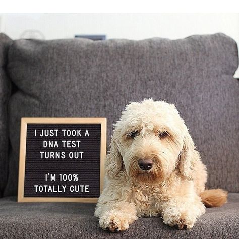 Twenty Funny Pet Messages Written on Letter Boards - I Can Has Cheezburger? Hilarious Animal Memes, Puppy Announcement, Animal Photoshoot, Dog Quotes Love, Dog Photoshoot, Letter Boards, Gender Reveals, Pregnancy Announcements, Puppy Photos