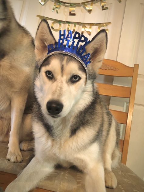 Husky Birthday Party, Husky Birthday, Dog Bday, Celebrating Birthday, Melting Moments, Happy Birthday Signs, Baby Pic, Dog Birthday Party, Happy Tails