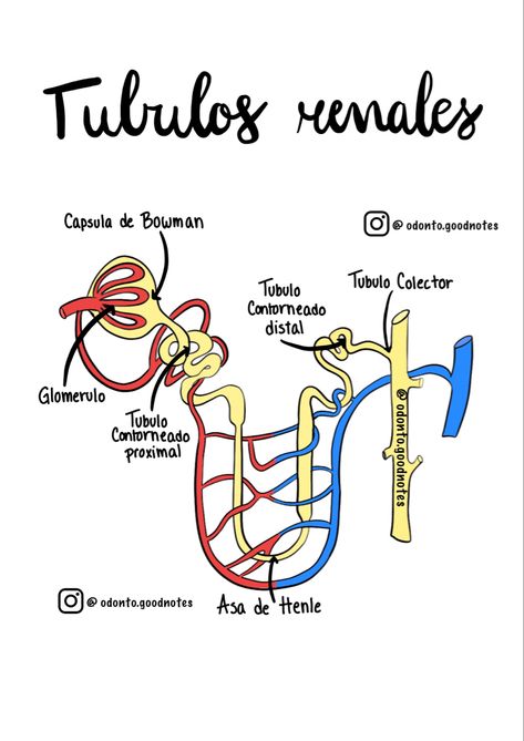 Sistema renal, tubulos, recorrido, sigue a @odonto.goodnotes en instagram para mas imagenes Studying Medicine, Biology Facts, College Notes, Physical Education Activities, Medicine Student, Medical School Inspiration, Medical Anatomy, Bullet Journal School, Study Motivation Inspiration