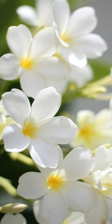 Forever Wallpaper, Iphone Wallpaper Landscape, Plumeria Flowers, Flowers Photography Wallpaper, Wallpaper Nature Flowers, Beautiful Bouquet Of Flowers, Beautiful Flowers Wallpapers, Pretty Plants, Bougainvillea