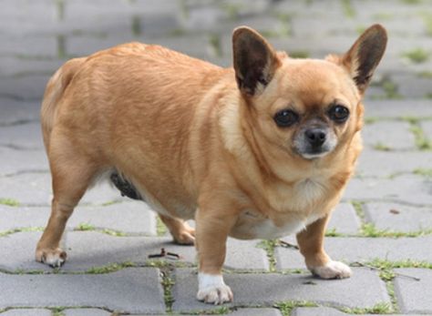 obese chihuahua Fat Animals, Dog With A Blog, Chihuahua Funny, Cute Dog Photos, Puppies And Kitties, Chihuahua Love, Chihuahua Puppies, Chihuahua Dogs, Cute Dogs And Puppies