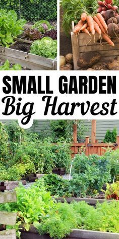 Small Vegetable Garden Ideas, Small Vegetable Garden, Vegetables Growing, Vegetable Garden Ideas, Funny Vine, Small Vegetable Gardens, Garden Vegetable, Gladioli, Gardening Trends