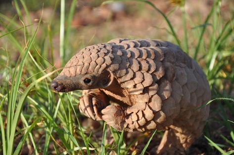 A Lucky Day: World Pangolin Day! Baby Pangolin, Rare Animals, Endangered Animals, Baby Animals Funny, Amazing Animals, African Animals, Endangered Species, Animals Of The World, An Animal