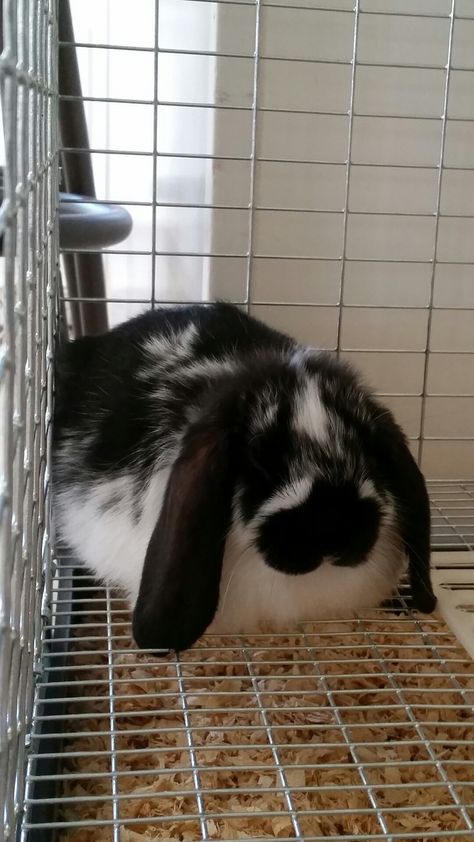 Broken tort Holland lop,  Sylvester Dec 2016, holland lop bunnies,  black and white bunnies, lop eared bunnies, holland lop rabbits Holland Lop Black And White, Black And White Lop Bunny, Therian Types, Black And White Bunny, Mini Lop Bunnies, Lop Bunnies, Holland Lop Bunnies, Lop Bunny, Lop Eared Bunny