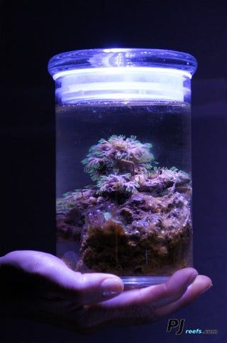 A Low Maintenance/self Sustaining Saltwater Ecosystem: 4 Steps Salt Water Aquarium, Saltwater Aquarium Setup, Saltwater Aquarium Fish, Amazing Aquariums, Self Sustaining, Saltwater Fish Tanks, Salt Water Fish, Saltwater Tank, Marine Aquarium