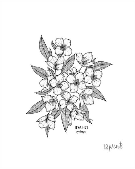 Syringa Flower Drawing, Syringa Flower Tattoo, Syringa Tattoo, Idaho State Flower, Bird Outline Tattoo, Syringa Flower, Black Ink Illustration, Botanical Studies, Black Flowers Tattoo