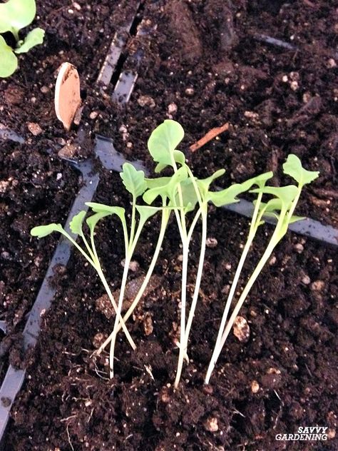 When to Transplant Seedlings: 4 Easy Options for Healthy Plants When To Transplant Tomato Seedlings, When To Transplant Seedlings, Growing Salad, Transplanting Seedlings, Sunflower Seedlings, Growing Seedlings, Flower Seedlings, Tree Seedlings, Tomato Seedlings