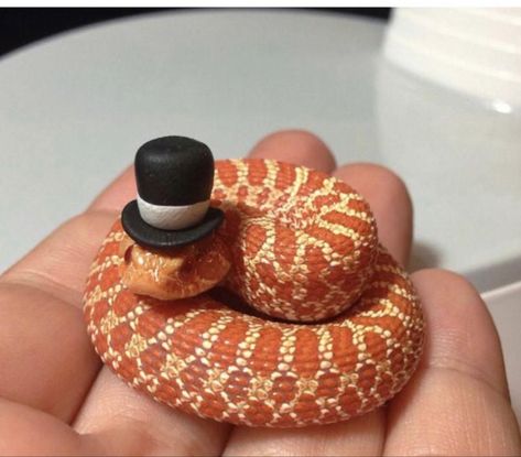 Snakes With Hats, Pretty Snakes, Fluffy Cows, Say No More, Cute Reptiles, Cute Snake, Pet Snake, Baby Animals Pictures, Super Cute Animals